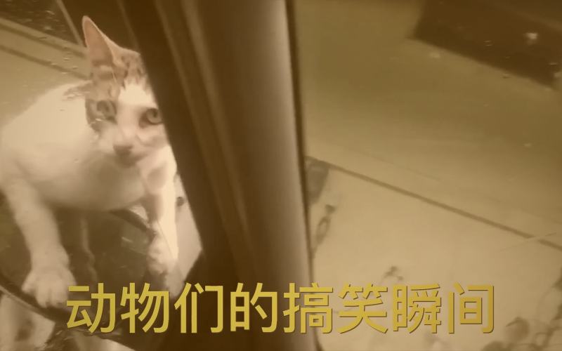 樱花视频M · 移动端界面