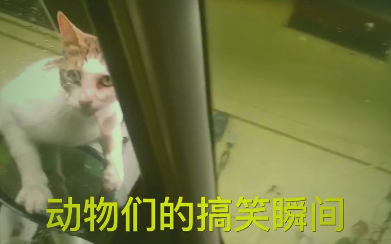 《樱花视频独家幕后故事专栏揭秘》声音特辑：拟音师在工作台前制作特殊音效