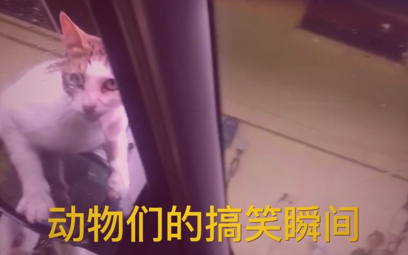 樱花视频青春梦想校园剧集场景截图，展现校园林荫道上的青春身影