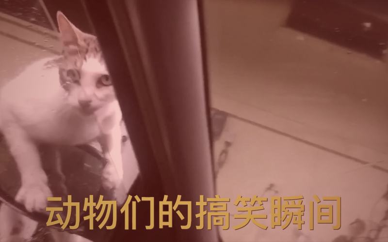 番剧弹幕中观众互动讨论的场景