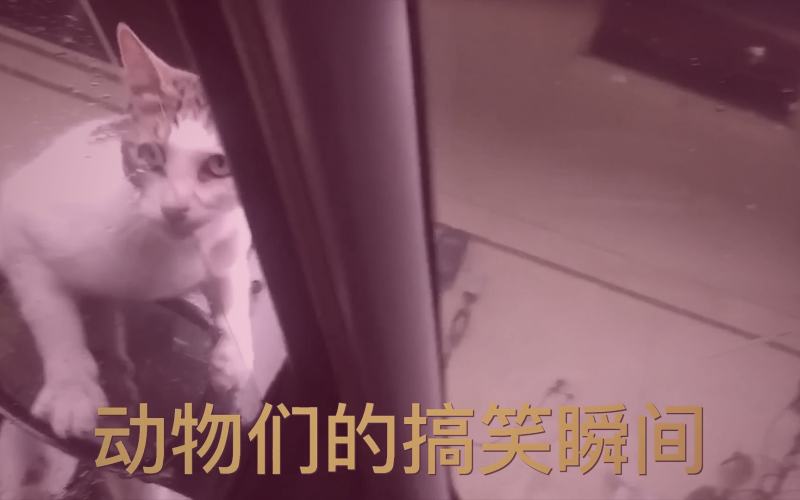 樱花视频日影映画4K画质 · HDR 对比