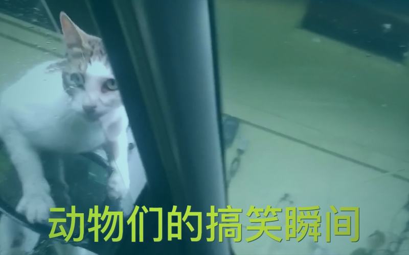 樱花视频专栏冷门番剧画面美学分析，展示水彩风格与剪纸技法的对比